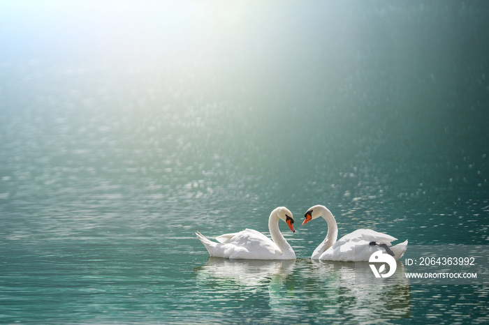 beautiful white swan in heart shape on lake in flare light .Love bird and Valentines day concept