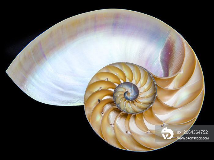 Detail of nautilus spiral shell isolated on black