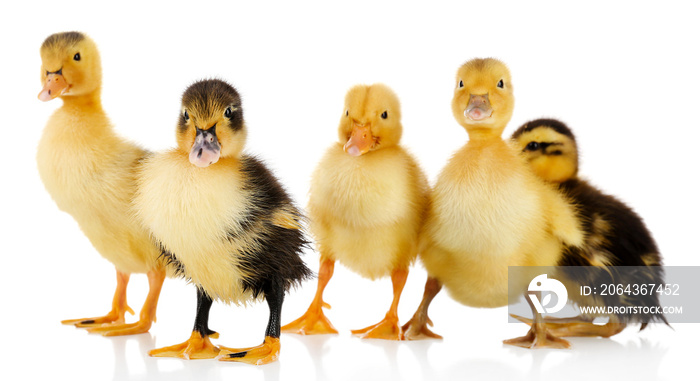 Little cute ducklings isolated on white