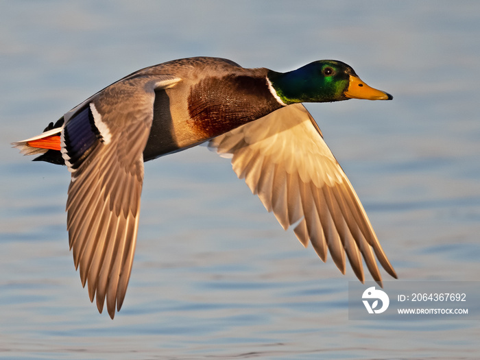 Male Mallard Duck in Flight