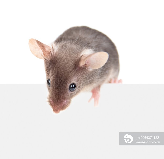 Gray mouse above empty white banner looking down. Isolated on white background