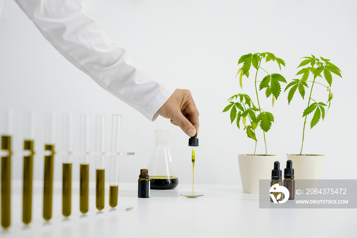 White table with Marijuana plant in pottery. Hand dropping CBD oil from pipette to the watch glass