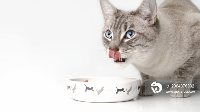 Ernährung für Katzen.