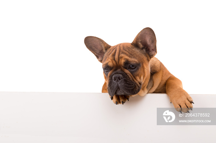 French Bulldog puppy