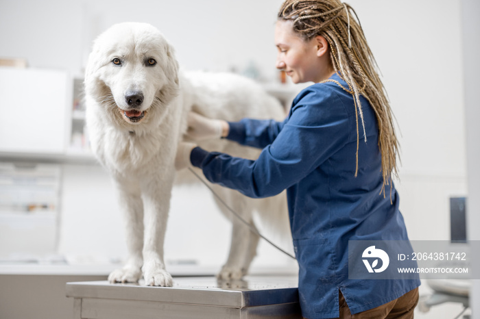 Female veterinarian examines big white dog using ultrasound while patient standing at examination ta
