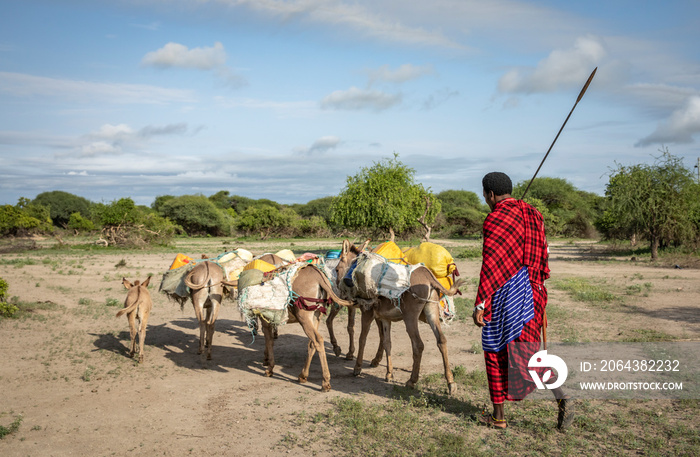 masai man traveling with donkeys to fetch water