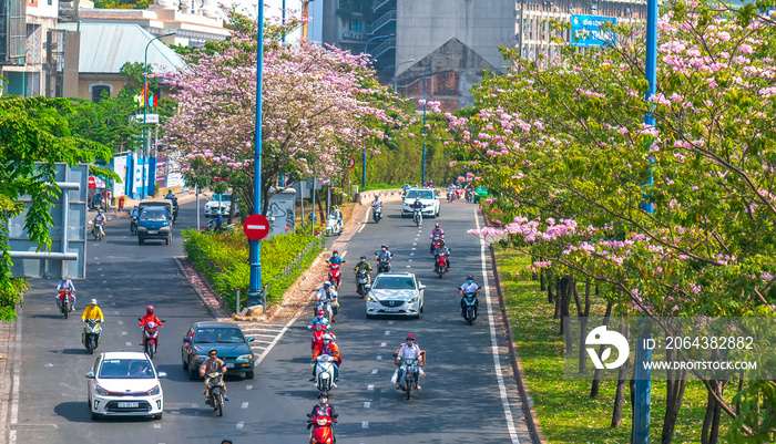 西贡街上的交通和摩托车，汽车在城市的粉色tabebia rosea花树下行驶