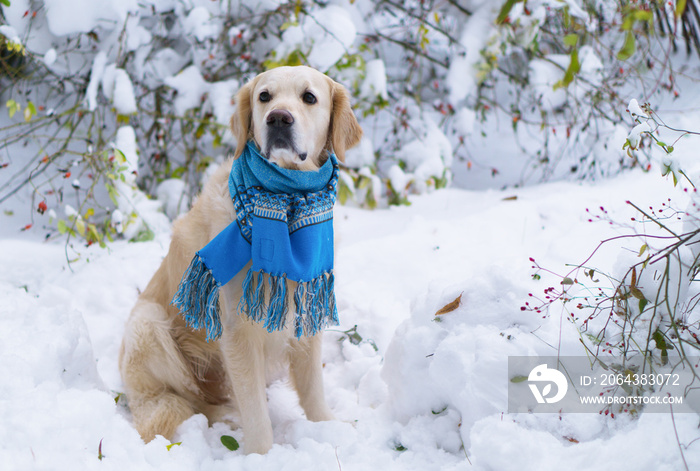 Adorable golden retriever dog wearing blue scarf sitting on snow. Winter in park. Horizontal, select