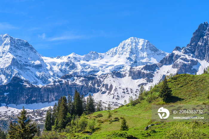 阿尔卑斯山的美丽景观，有清新的绿色草地和白雪皑皑的山顶