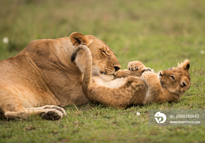 狮子是四种大型猫科动物之一，属于Panthera属