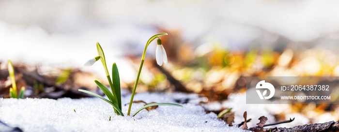 晴朗天气下融化的雪中，春天森林里的白色雪花莲