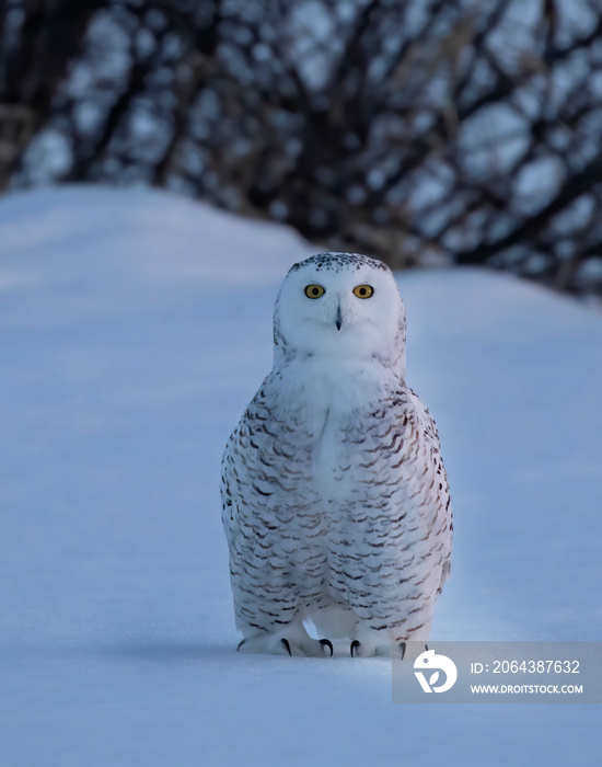 加拿大渥太华，蓝色时刻，雪鸮（Bubo scandiacus）站在白雪覆盖的田野中央