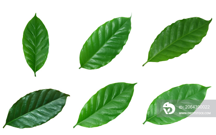 set of coffee​ green​ leaves​ isolated​ on​ white​ background.​ real​ leaves​ from​ nature.