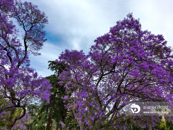 an aerial view of purple jacaranda trees and tall green pine trees and green grass at Old Town Park 