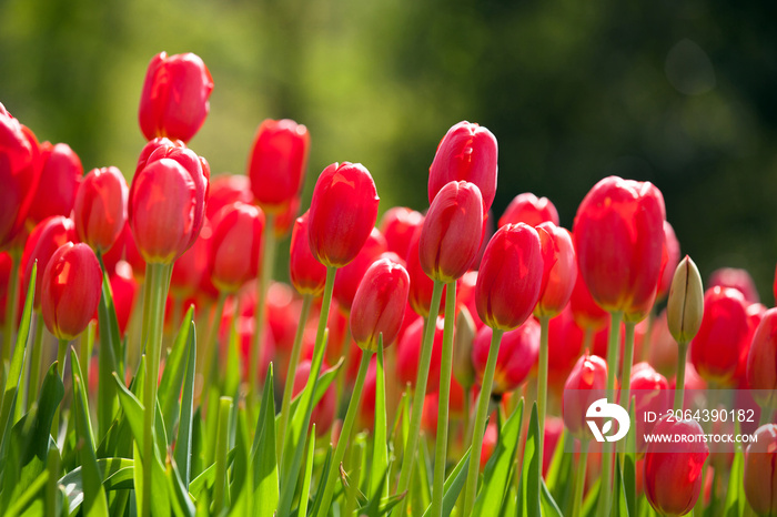 Red tulips in Spring