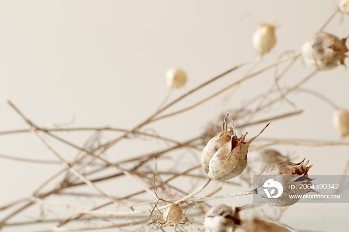 dry brown nigella flower, minimal bohemian flowers