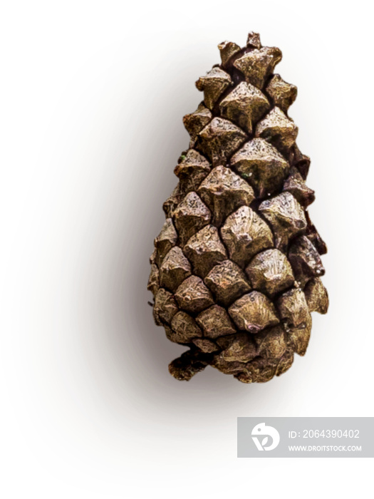 Pinecone