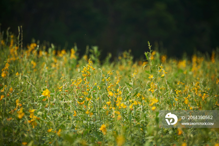 Background of yellow sunn hemp filed