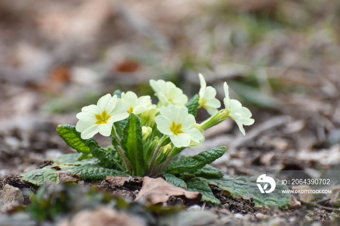 Primrose flowers (Primula vulgaris). Spring primroses flowers, primula polyanthus, white primroses i