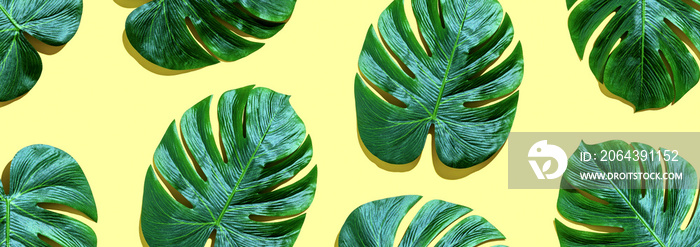 Tropical plant Monstera leaves overhead view flat lay