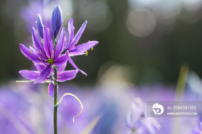 Camas meadow in backlight