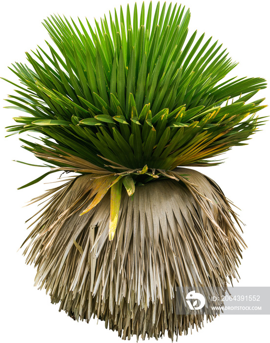 Palm Tree Isolated