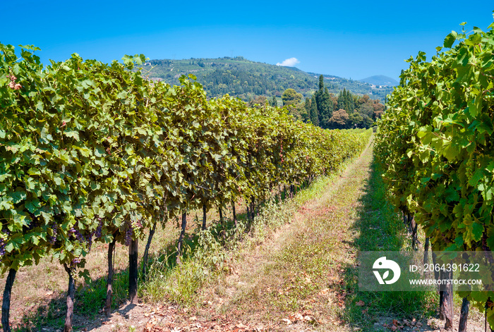 Vineyards of Amarone grapes (red wine of Valpolicella Valley, Northern Italy) during summertime, bef