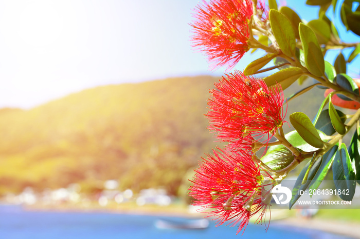 Bright red flowers of Pohutukawa tree blossom basking in golden sunlight.