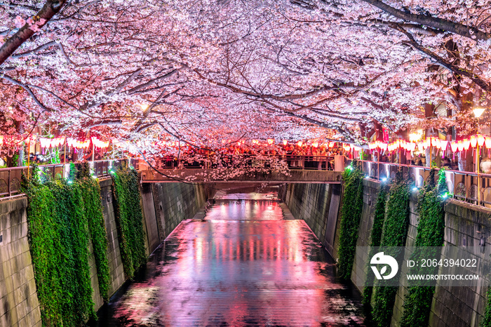 Cherry blossom rows along the Meguro river in Tokyo, Japan