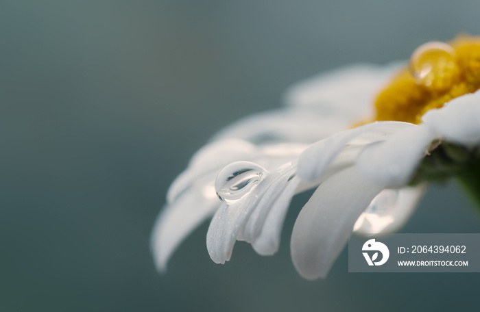 Beautiful drop of water on a white daisy, blurred background, reflection in a drop, macro.