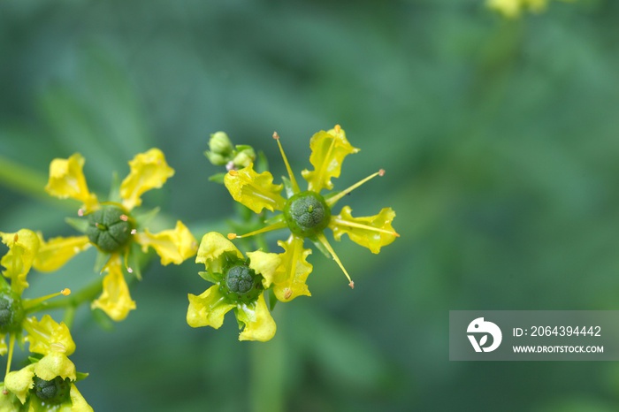 普通芸香植物（Ruta graveolens）