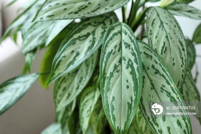 aglaonema ornamental plant, decorative house flowers, natural live aglaonema flower,