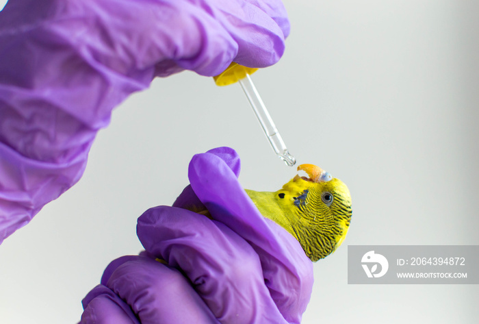 Giving medicine to an exotic parrot bird by a vet medicine. Veterinary medicine. Medicine through a 