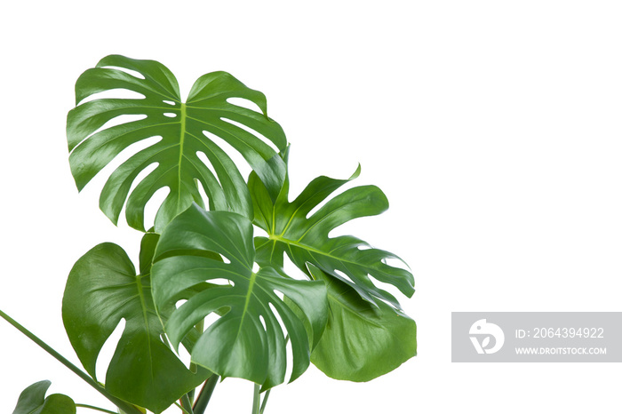 Monstera plant on white background.