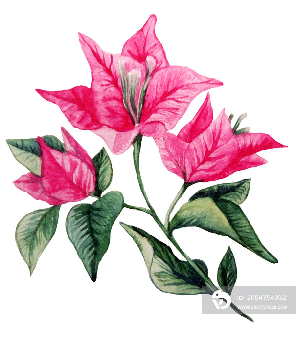 Bougainvillea flower bouqet isolated clipart. Watercolor illustration of Portugal flower