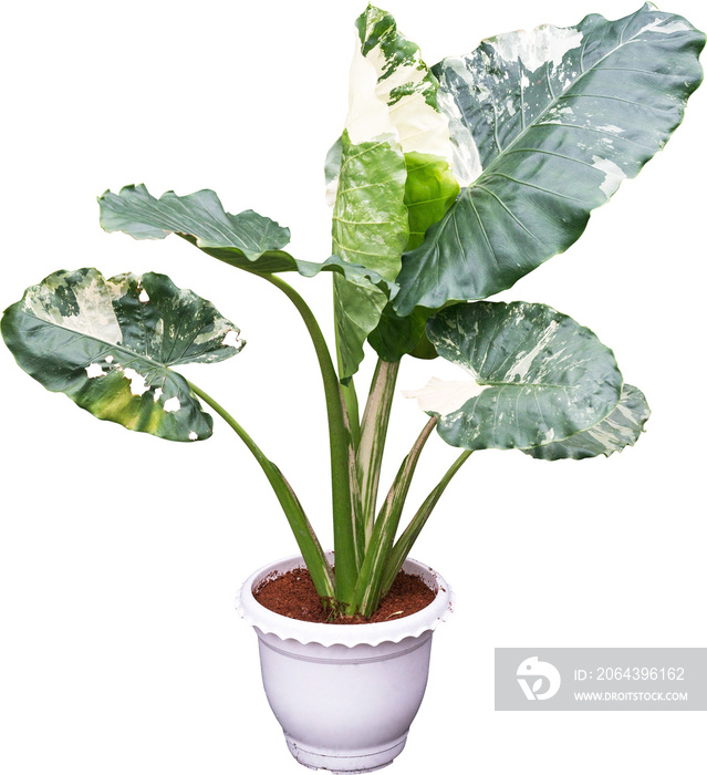 Alocasia Macrorrhizos Plant In Pot Isolated