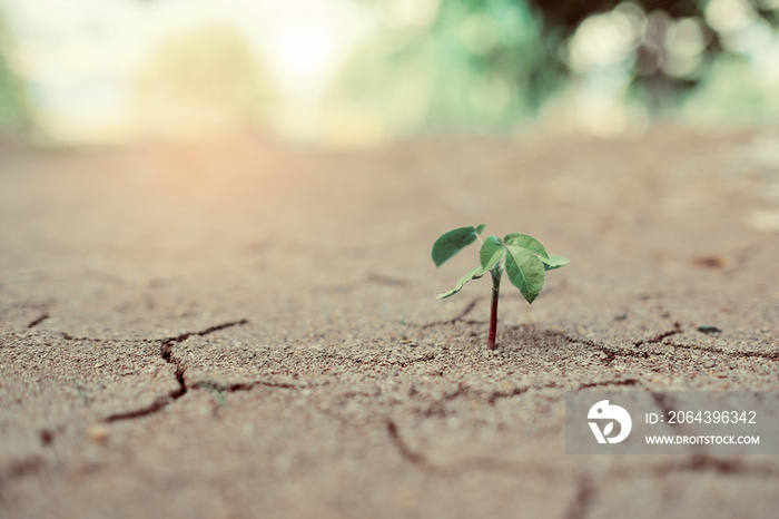 plant with dry soil background, crack texture