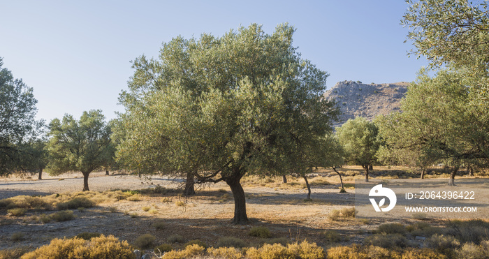 阳光明媚的橄榄种植园。陈旧的橄榄树。欧洲橄榄（Olea europaea）种植园