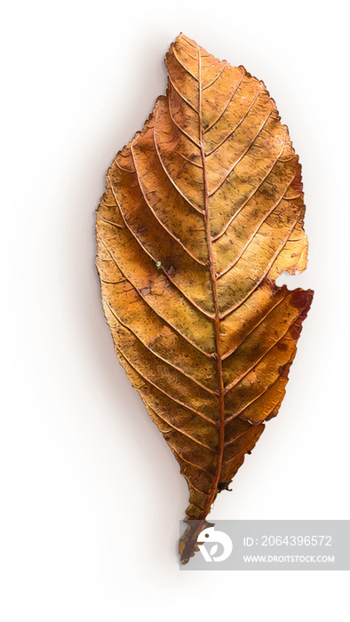 Hornbeam Leaf