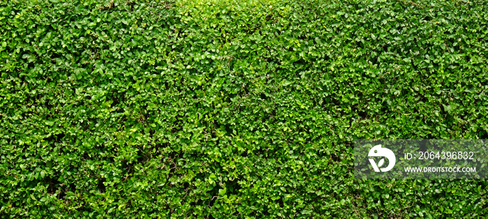 绿树墙面纹理