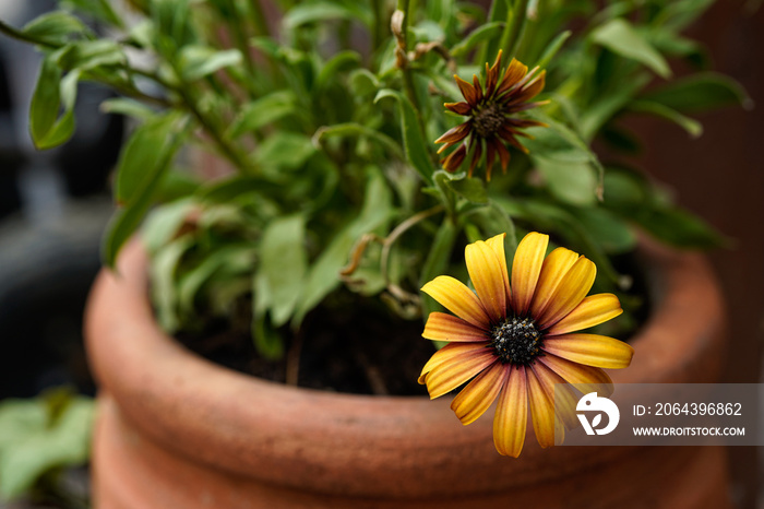 Close up image of an rustic orange daisy flower growing in a terra cotta planter.