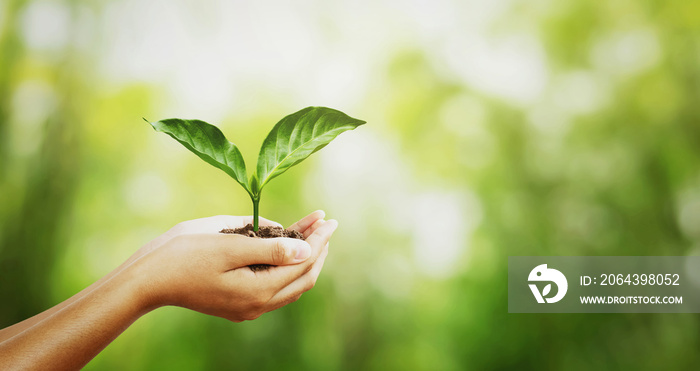 environment concept. hand holding young plant on green blur with sunshine background