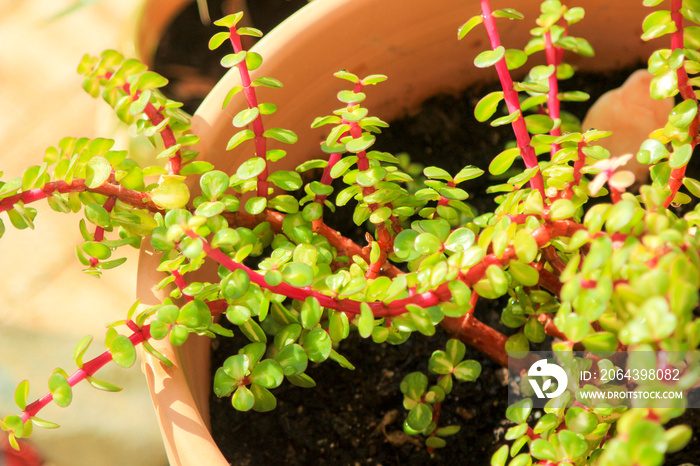 大象灌木丛，非洲Portulacaria afra