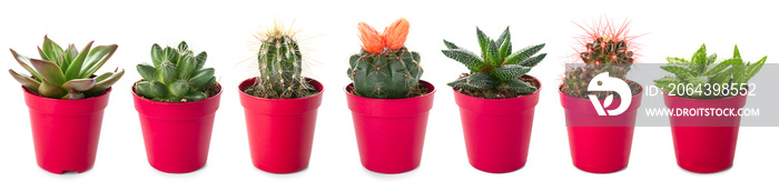 Different succulents in pots on white background