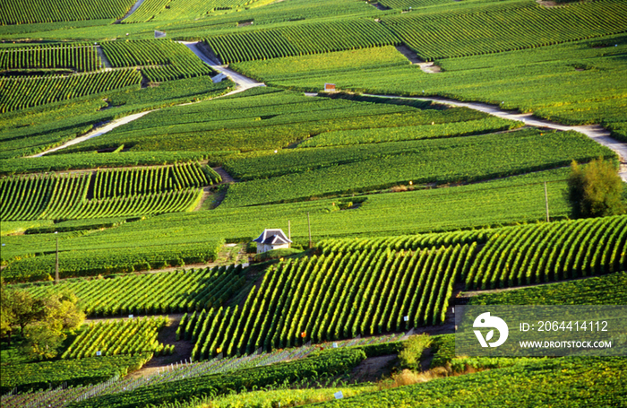 France, Aube, Champagne-Ardenne vineyards near Le Mesnil