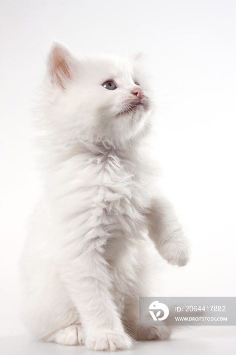 嬉戏中的小白猫 