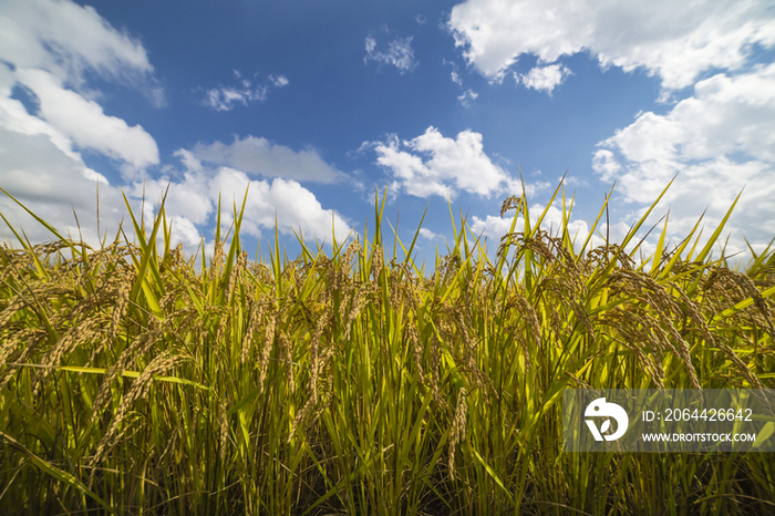 Rice Stalk Waiting to Harvest