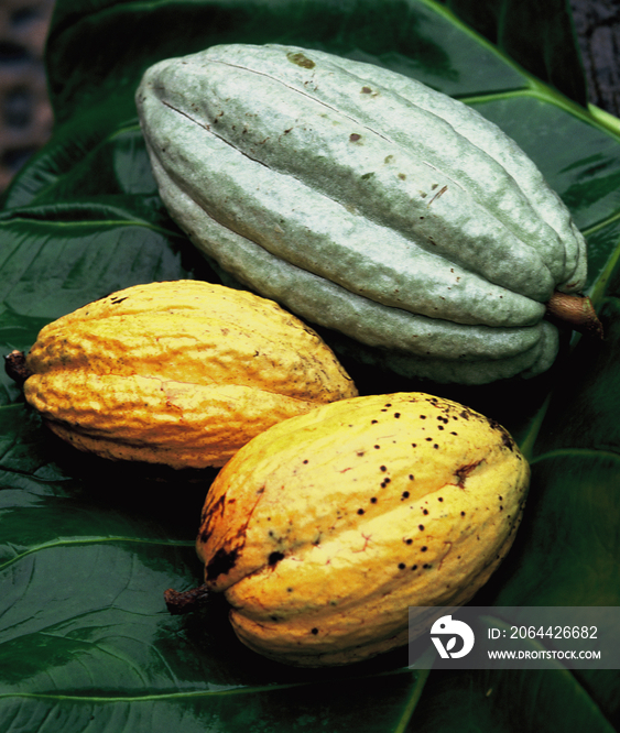 Cacao fruits