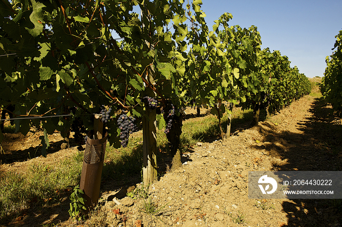 Vineyard in France