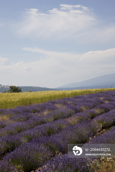 France, Provence, Sault en Provence, Lavender Fields